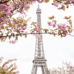 Spring Cherry Blossoms at The Eiffel Tower - Every Day Paris 