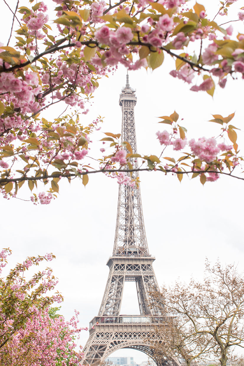 Spring Cherry Blossoms at The Eiffel Tower - Every Day Paris 