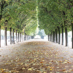 Fall in Palais Royal - Every Day Paris 