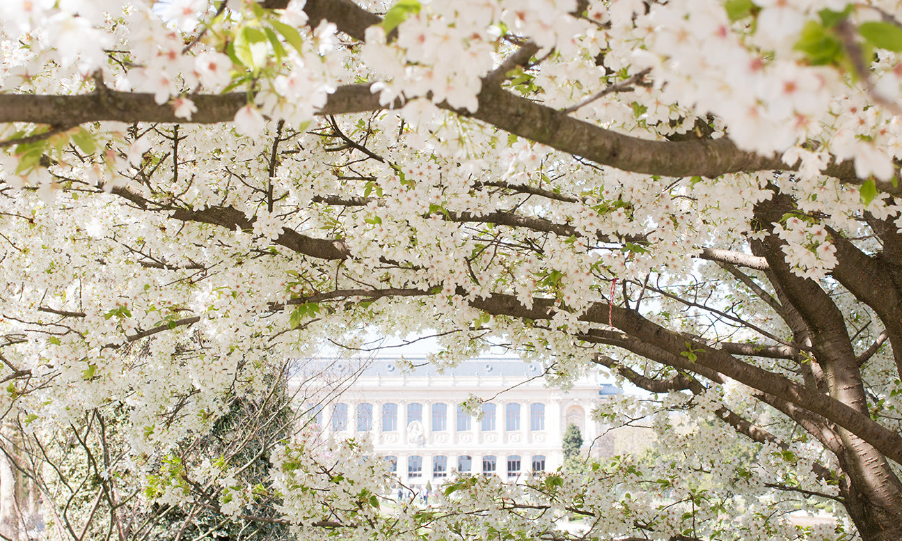 Spring in Jardin des Plantes - Every Day Paris 