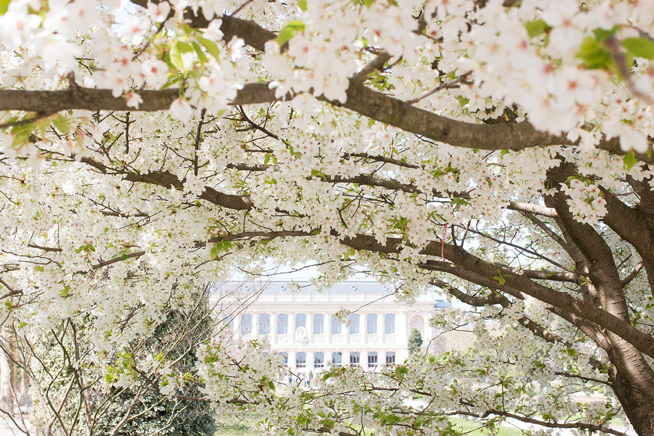 Spring in Jardin des Plantes - Every Day Paris 