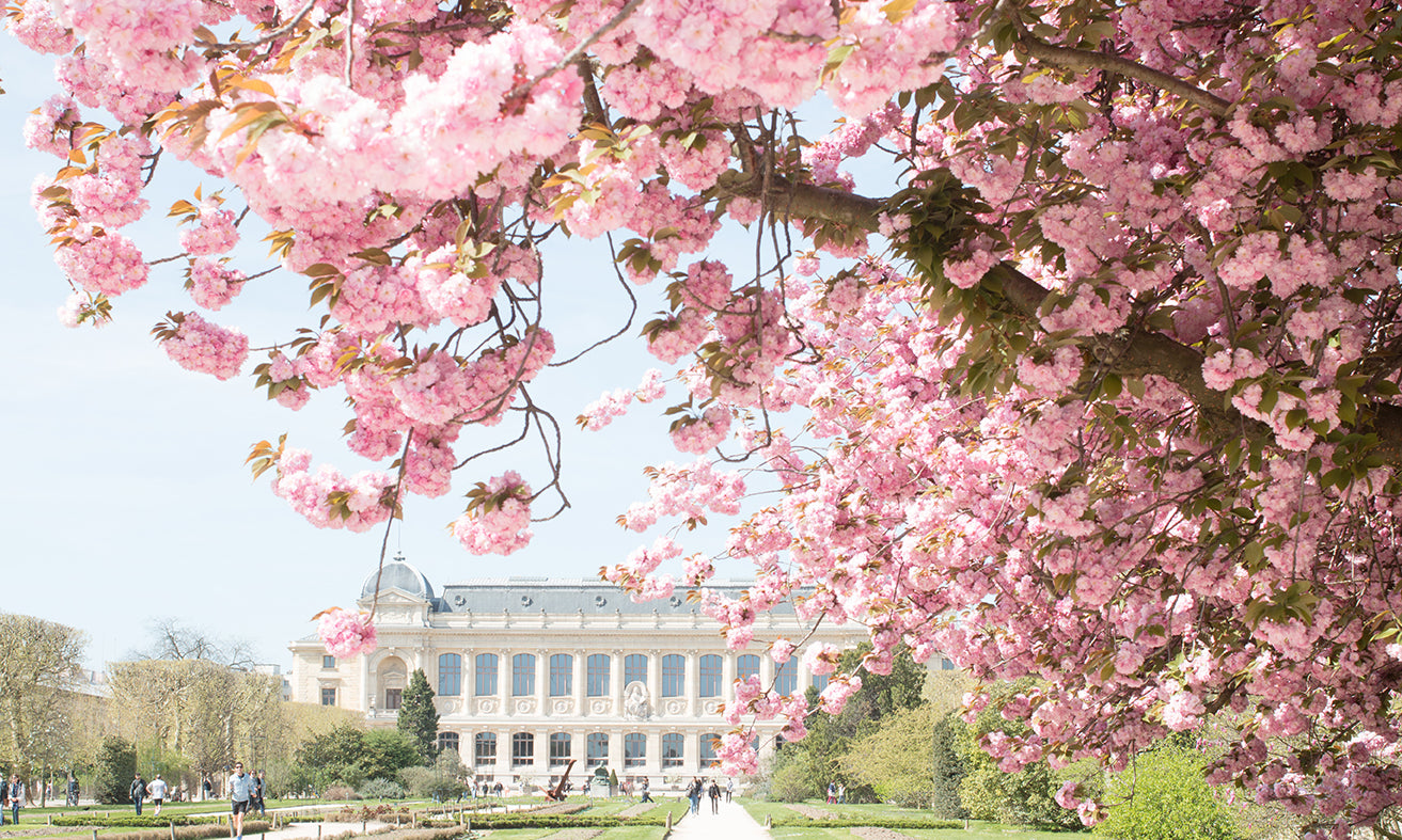 Jardin des Plantes Spring Blossoms - Every Day Paris 