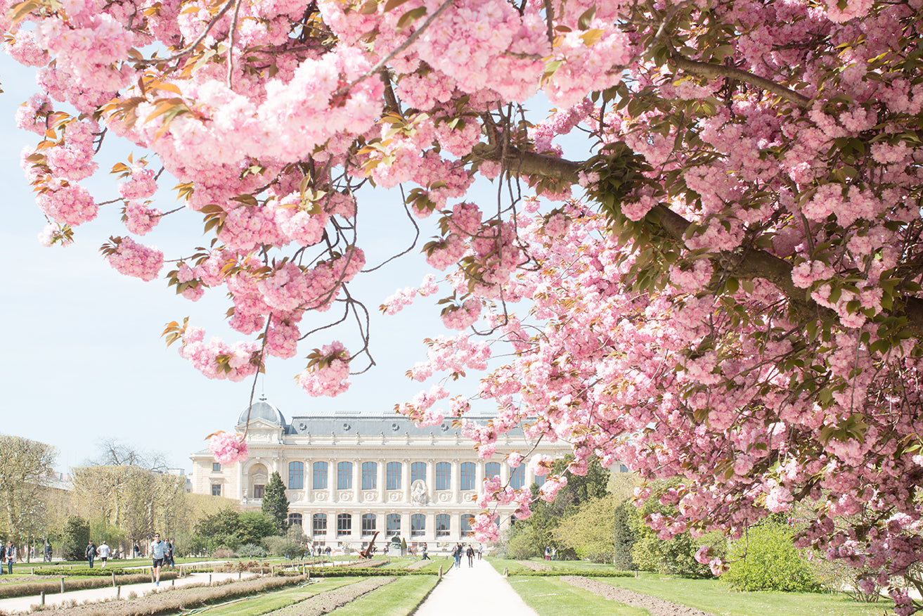 Jardin des Plantes Spring Blossoms - Every Day Paris 