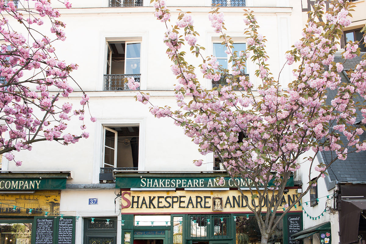 Cherry Blossoms at Shakespeare and Company - Every Day Paris 