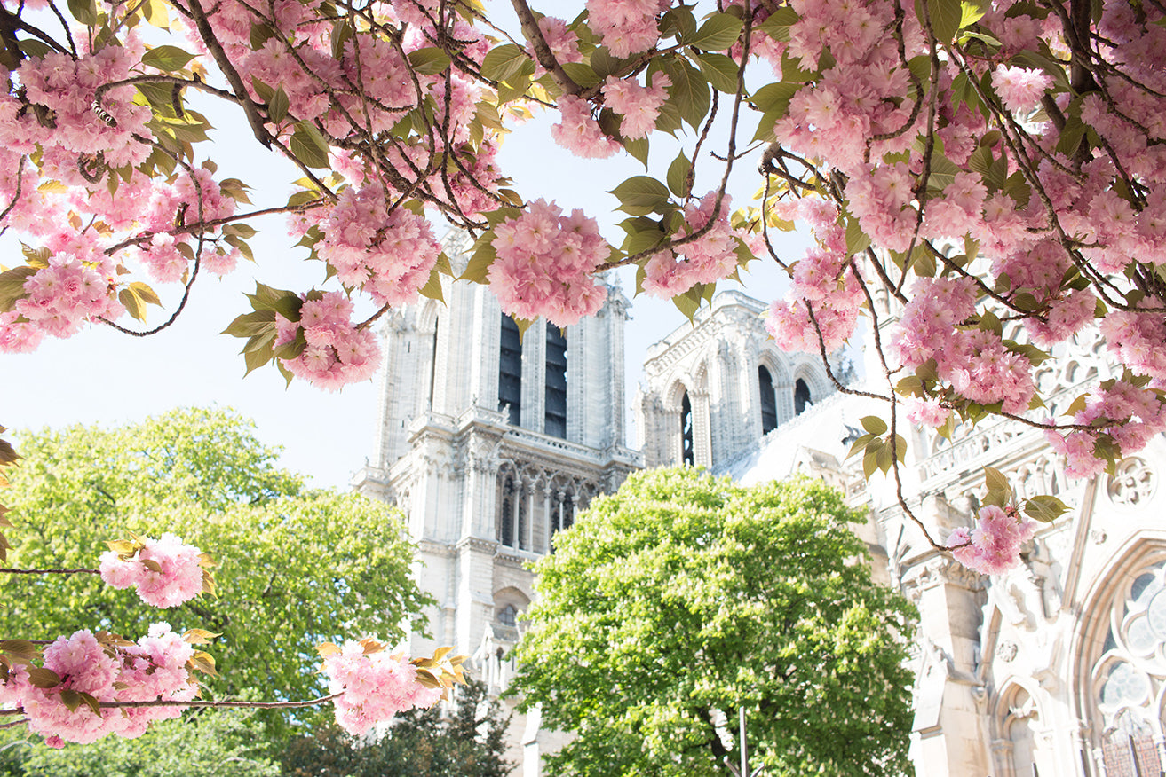 Notre Dame Cherry Blossoms in Paris - Every Day Paris 