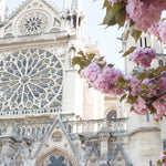 Notre Dame Spring in Bloom - Every Day Paris 