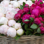 Paris Pink Peonies for Sale - Every Day Paris 