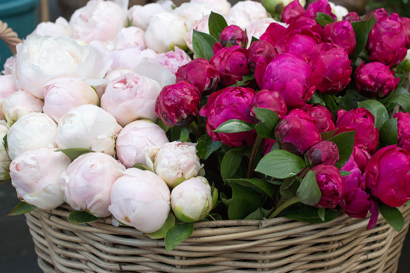Paris Pink Peonies for Sale - Every Day Paris 