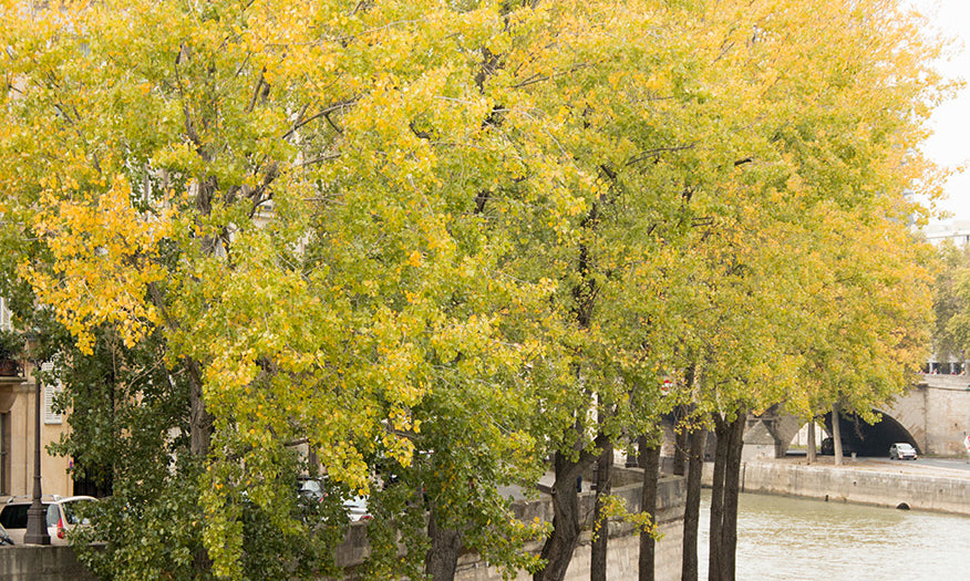 Fall Stroll on The Seine - Every Day Paris 