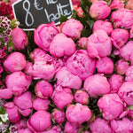 Pink Peonies for Sale at the Paris Market - Every Day Paris 