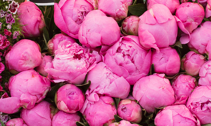 Pink Peonies for Sale at the Paris Market - Every Day Paris 