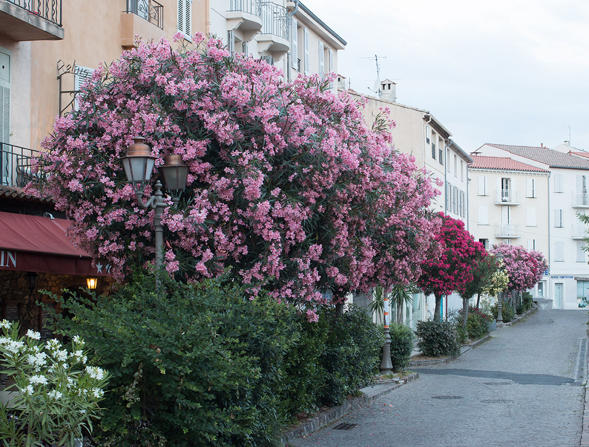 Evening Stroll in Antibes - Every Day Paris 