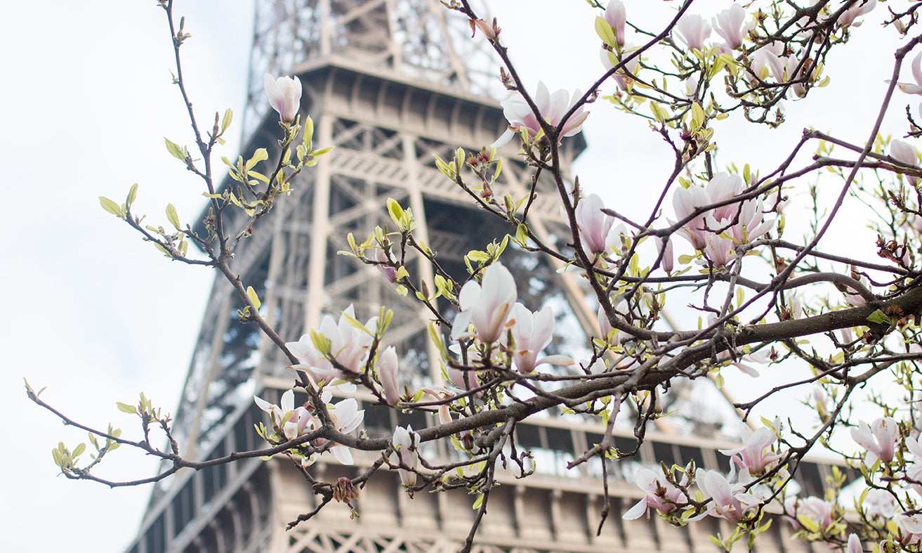 Eiffel Tower in Bloom with Magnolias - Every Day Paris 
