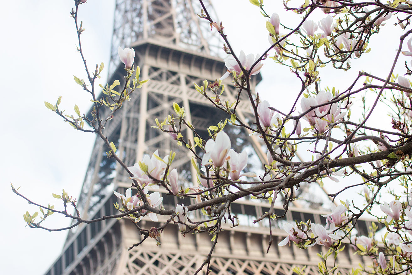 Eiffel Tower in Bloom with Magnolias - Every Day Paris 