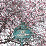Spring on the Champs de Mars - Every Day Paris 
