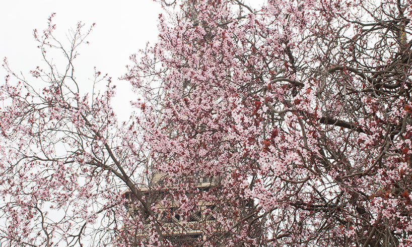 First Signs of Spring on the Champs de Mars - Every Day Paris 