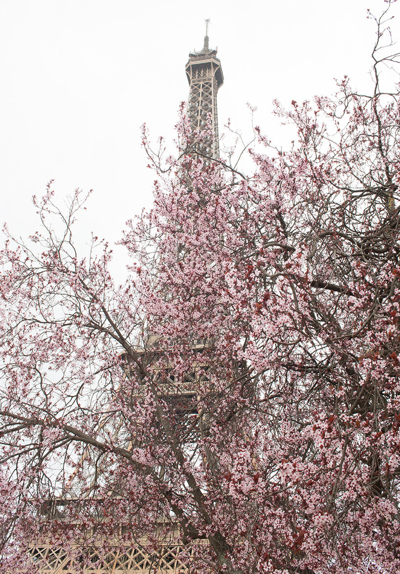 First Signs of Spring on the Champs de Mars - Every Day Paris 