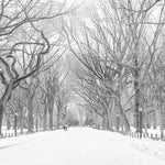 Snow in Central Park NYC - Every Day Paris 