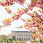 Jardin des Plantes Blossoms in the Spring - Every Day Paris 