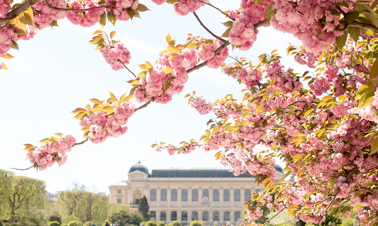 Jardin des Plantes Blossoms in the Spring - Every Day Paris 