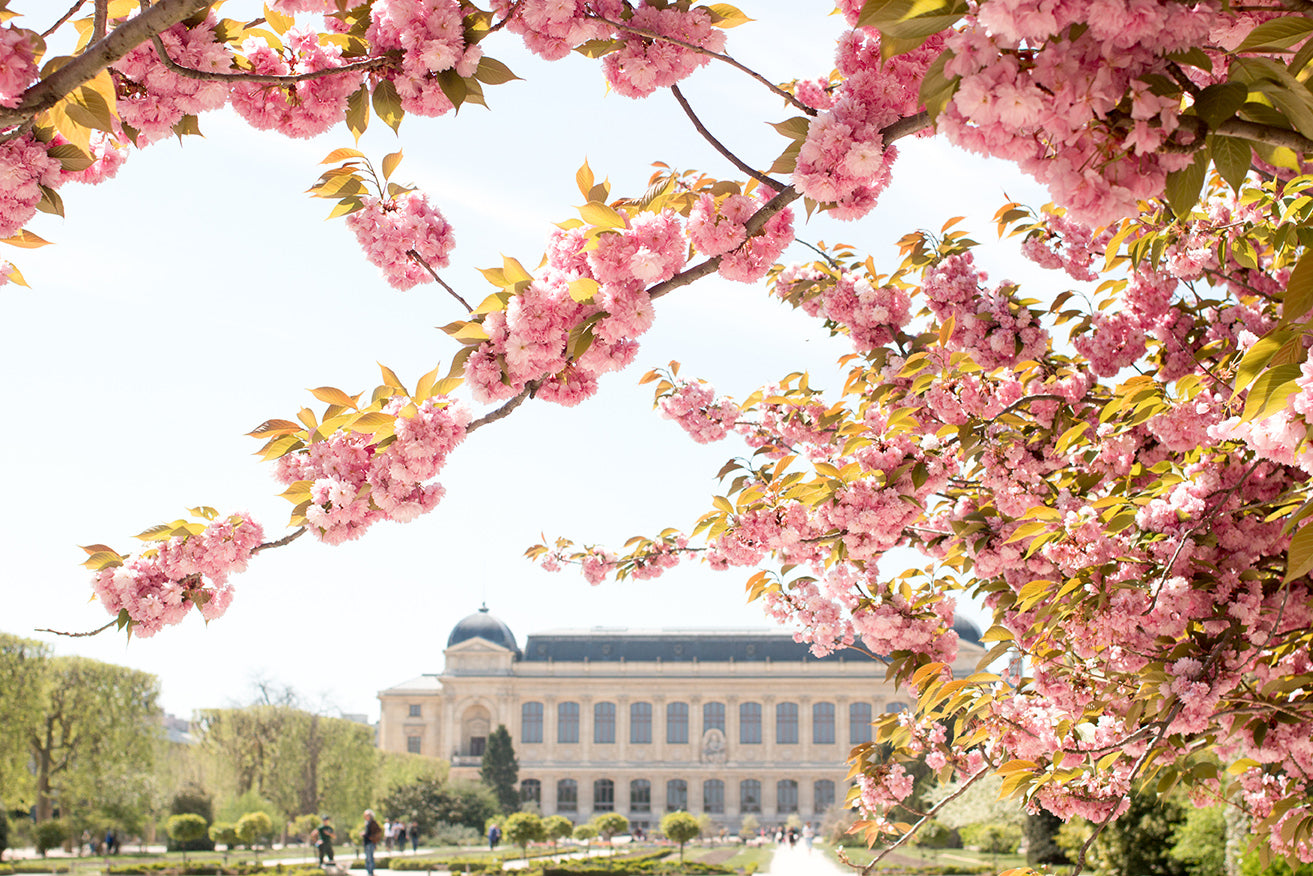 Jardin des Plantes Blossoms in the Spring - Every Day Paris 