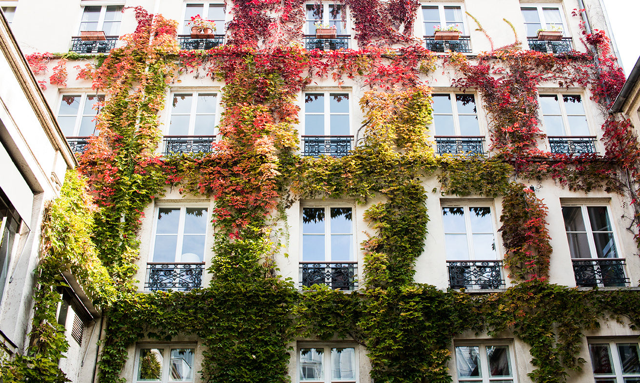 Autumn Ivy in Paris - Every Day Paris 