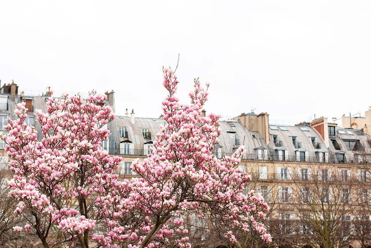Signs of Spring in The Tuileries