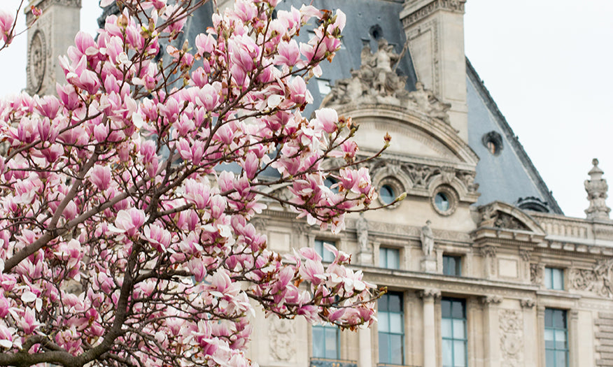 Tuileries Gardens in Bloom with Magnolias - Every Day Paris 