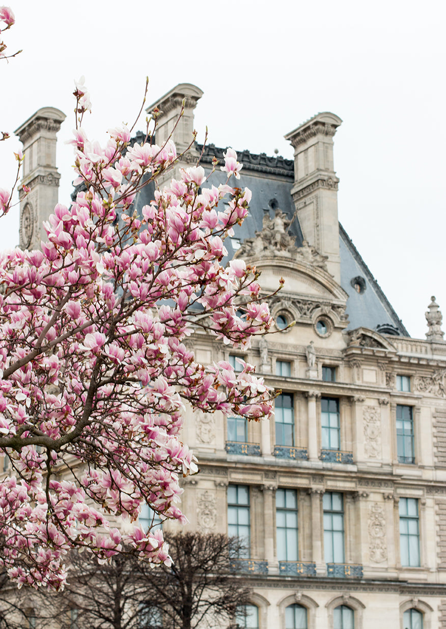 Tuileries Gardens in Bloom with Magnolias - Every Day Paris 