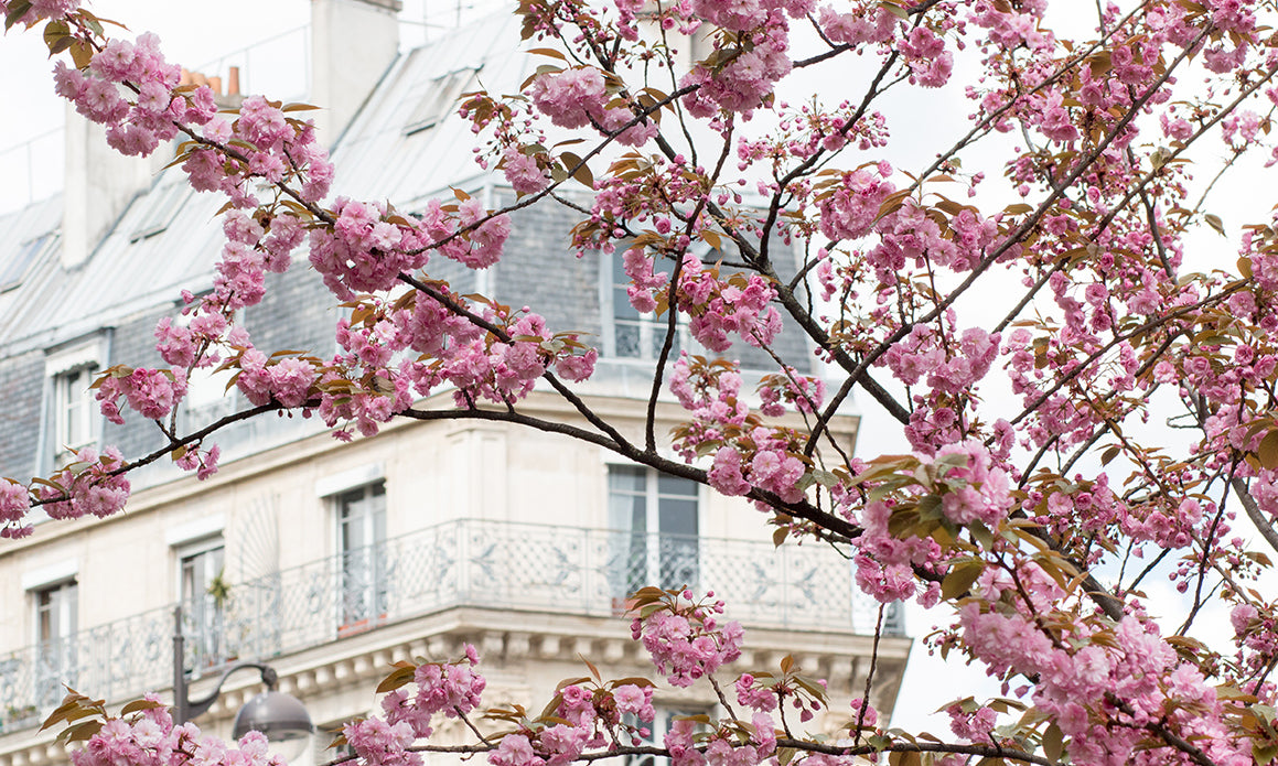 Cherry Blossom Season in Paris - Every Day Paris 
