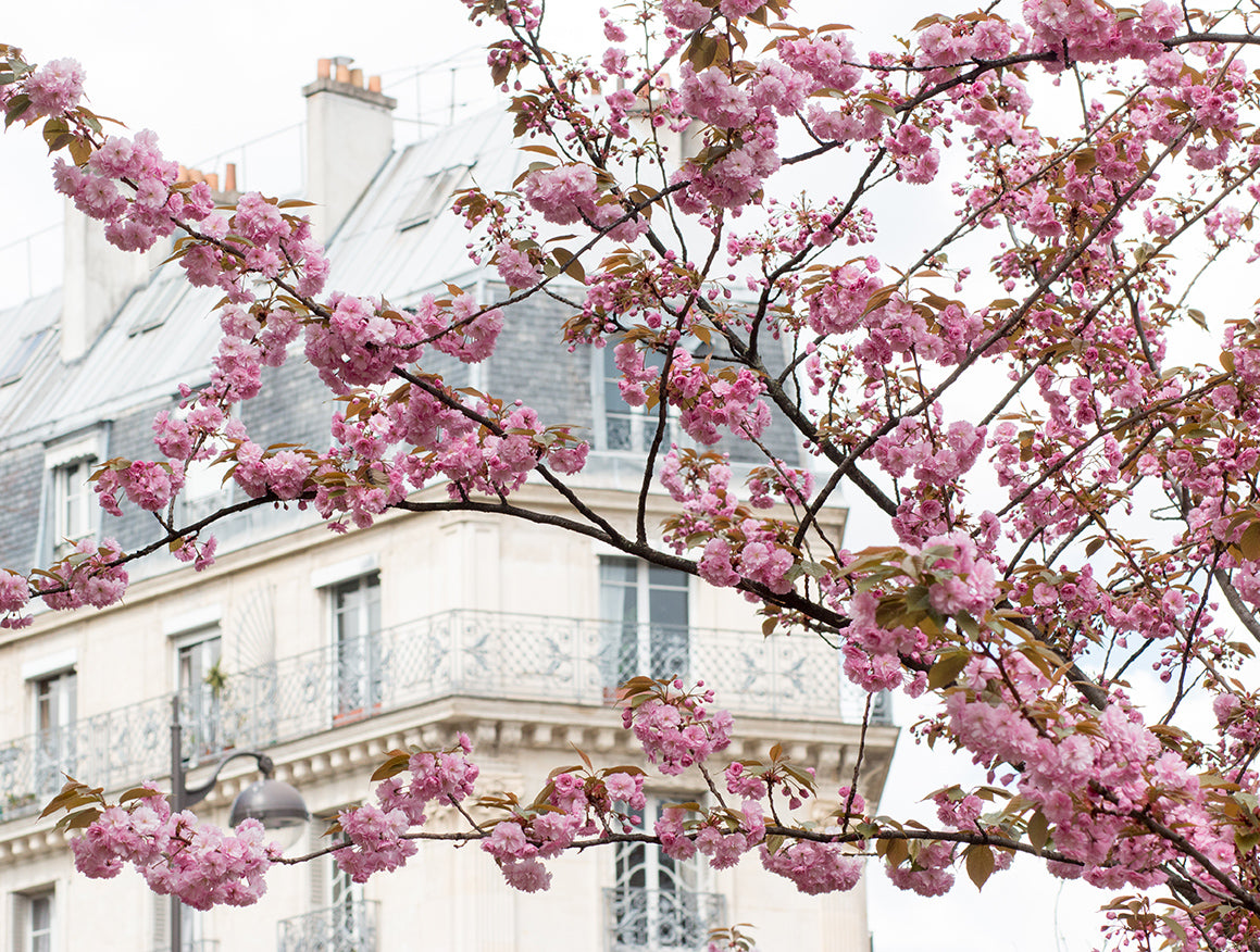 Cherry Blossom Season in Paris - Every Day Paris 