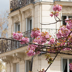 Cherry Blossoms on Rue Monge - Every Day Paris 