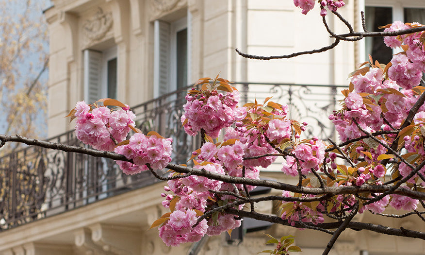 Cherry Blossoms on Rue Monge - Every Day Paris 