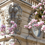 Parc Monceau Magnolia Blossoms - Every Day Paris 