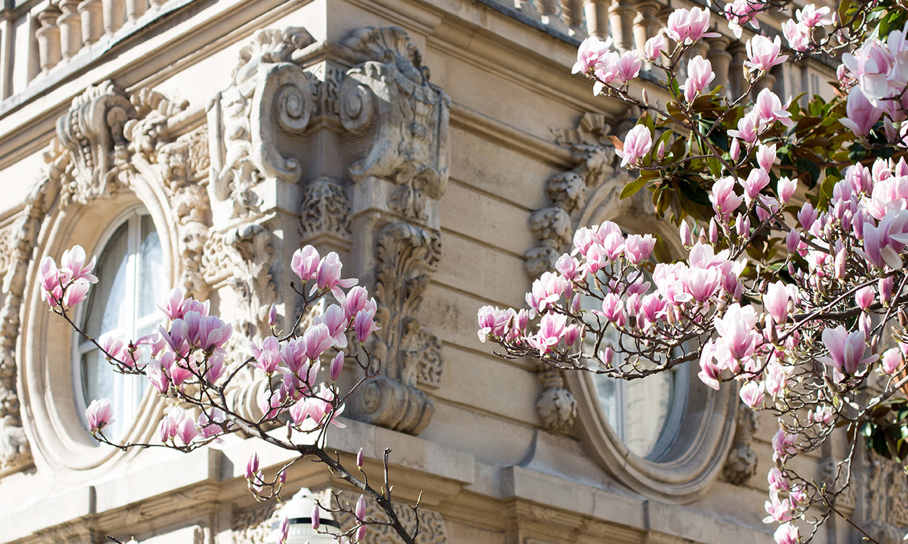 Parc Monceau Magnolia Blossoms - Every Day Paris 