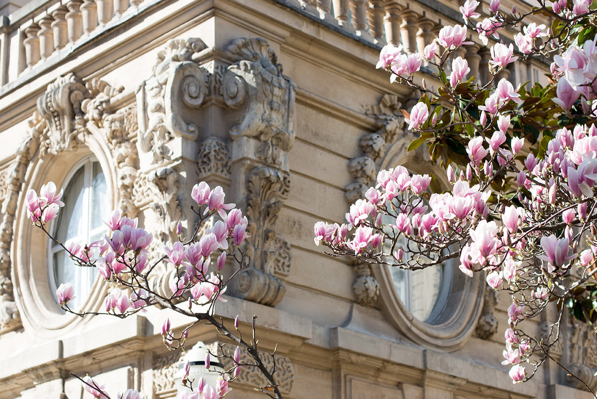 Parc Monceau Magnolia Blossoms - Every Day Paris 