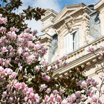 Parc Monceau Spring Magnolia Blossoms - Every Day Paris 