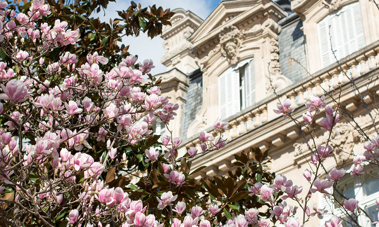 Parc Monceau Spring Magnolia Blossoms - Every Day Paris 
