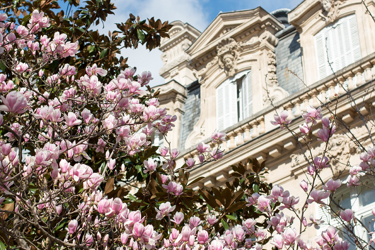 Parc Monceau Spring Magnolia Blossoms - Every Day Paris 
