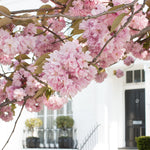 London Cherry Blossom Season - Every Day Paris 