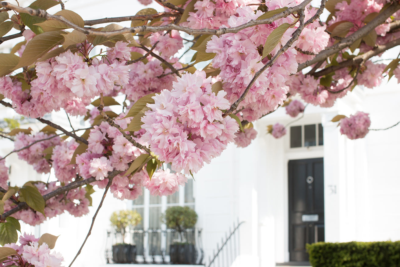 London Cherry Blossom Season - Every Day Paris 