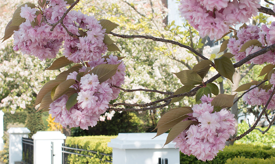 London in Bloom - Every Day Paris 