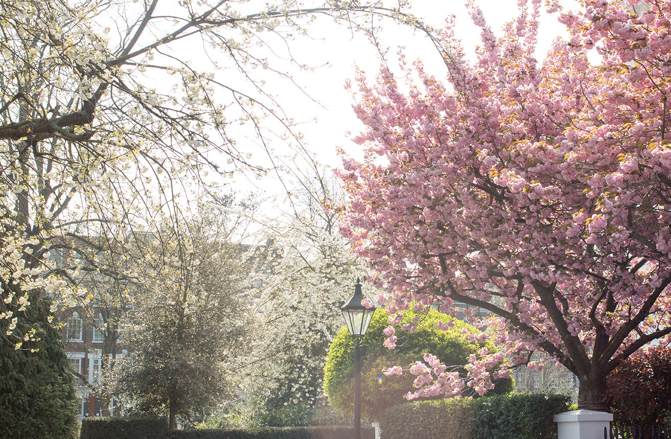 London Park in Bloom - Every Day Paris 