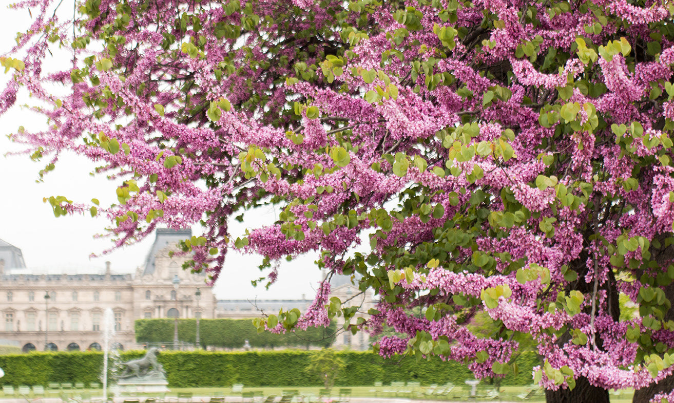 Spring Walk in The Tuileries - Every Day Paris 