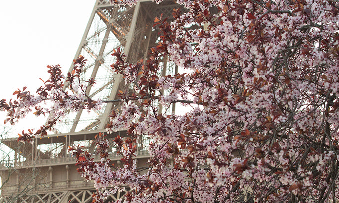 Spring Blooms at the Eiffel Tower - Every Day Paris 