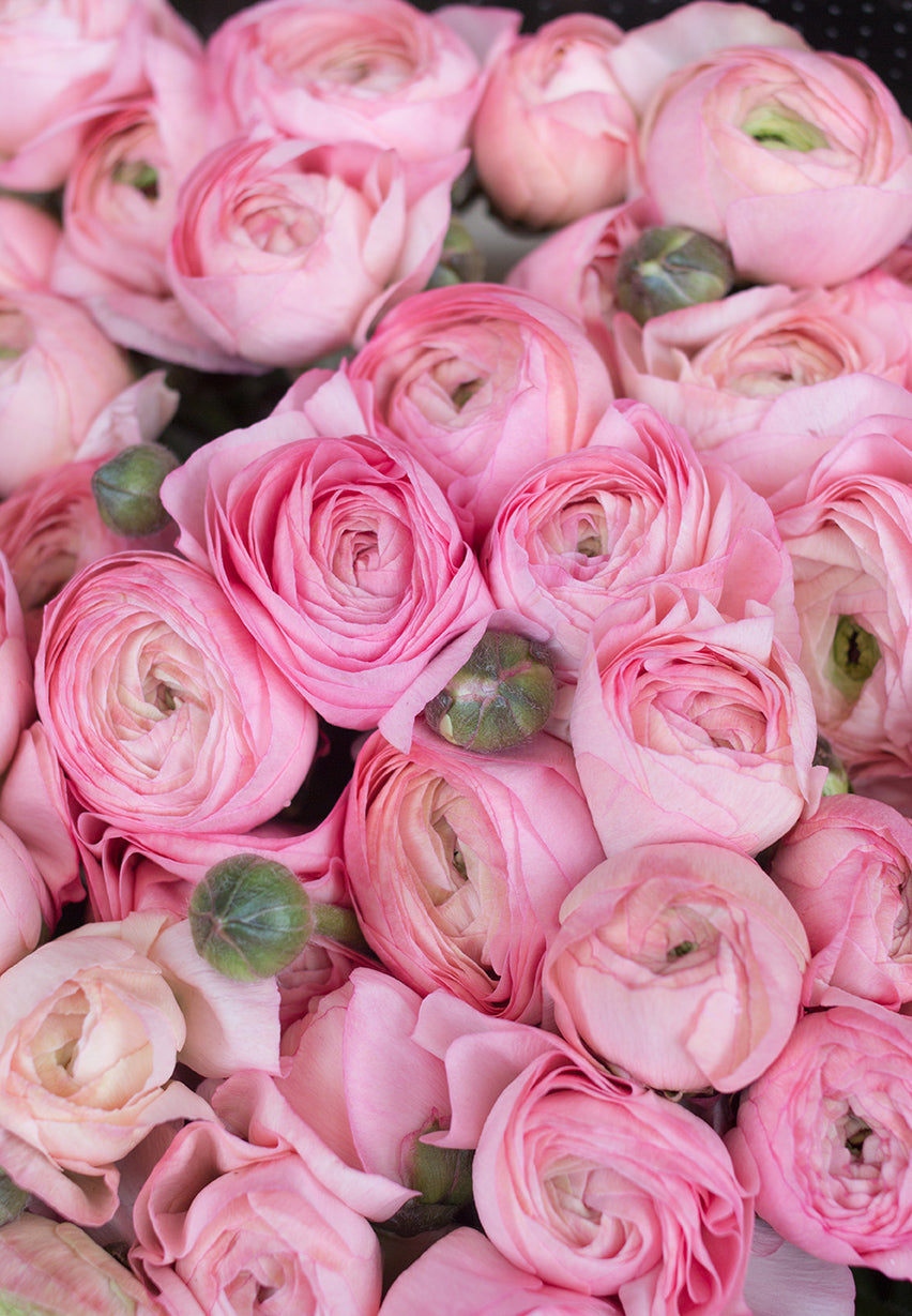 Pink Ranunculus Import Pink Ranunculus at the Paris Market – Everyday Parisian