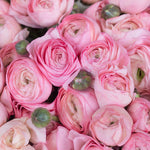Pink Ranunculus at the Paris Market - Every Day Paris 