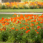 Spring Poppies in Luxembourg Gardens - Every Day Paris 