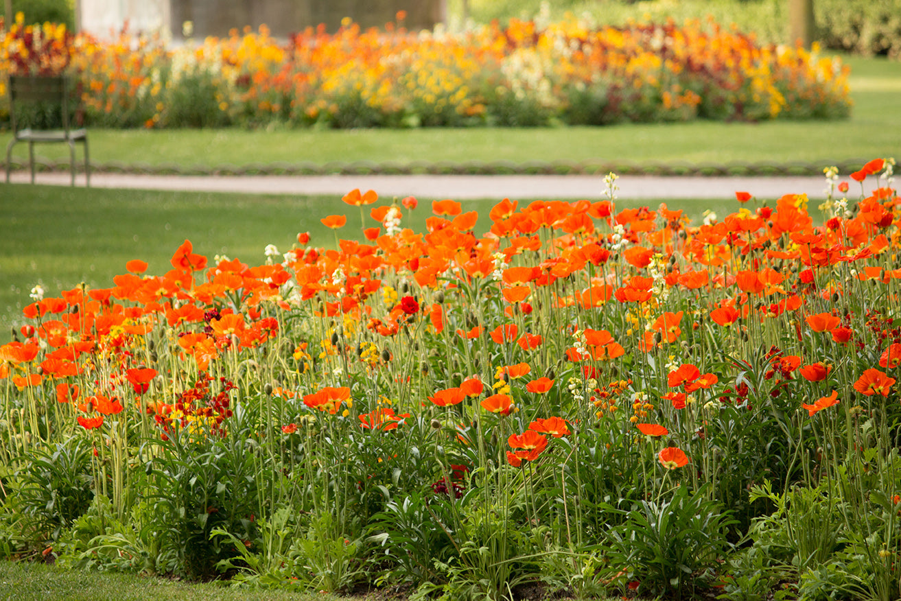 Spring Poppies in Luxembourg Gardens - Every Day Paris 
