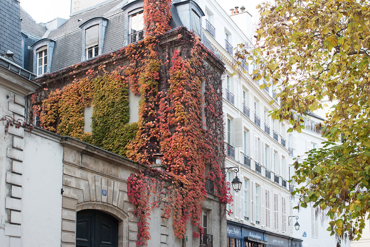 Fall Ivy in Paris